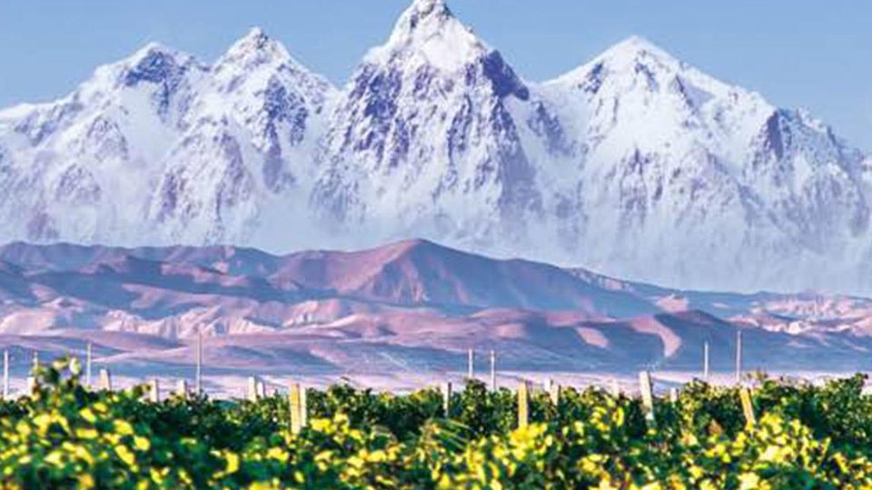 🍷 尼雅年份粒选：天山「极佳年份」十年十款