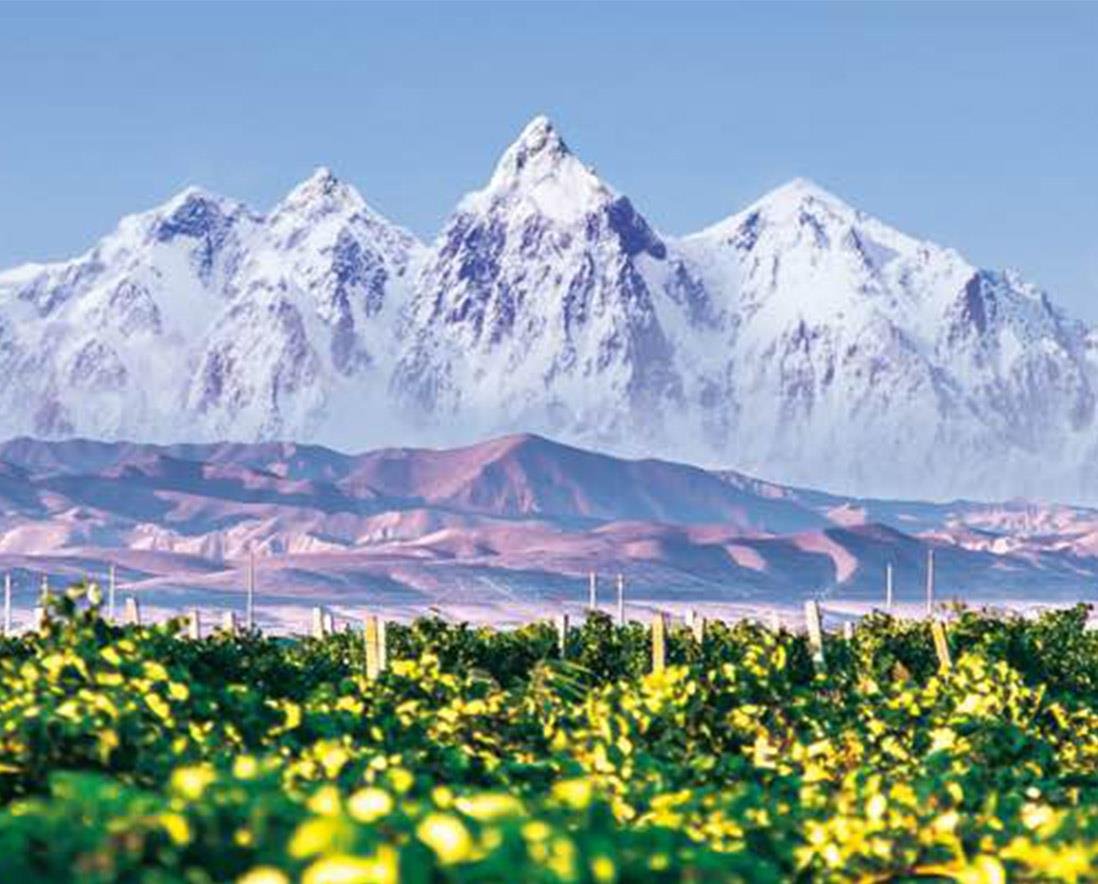 Vineyards at the northern foothills of the Tianshan — CITIC Niya